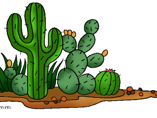 Mexican clipart cactus. Arrowhead cliparts free download