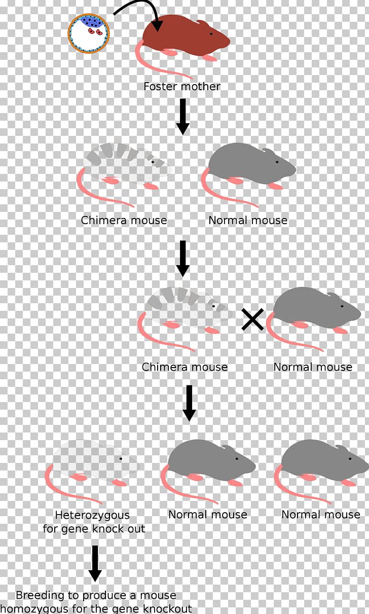 mice clipart experimental