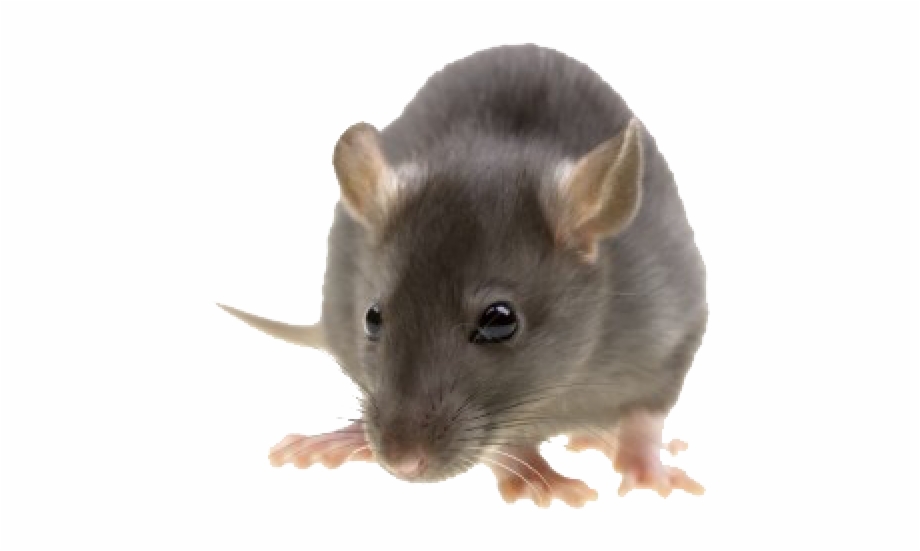 Mouse animal png clip. Mice clipart realistic
