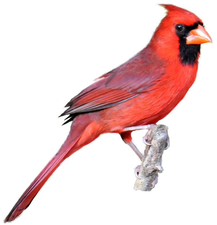 Michigan clipart bird. Grand river equine feeds