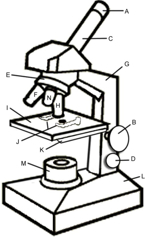 microscope clipart biology project