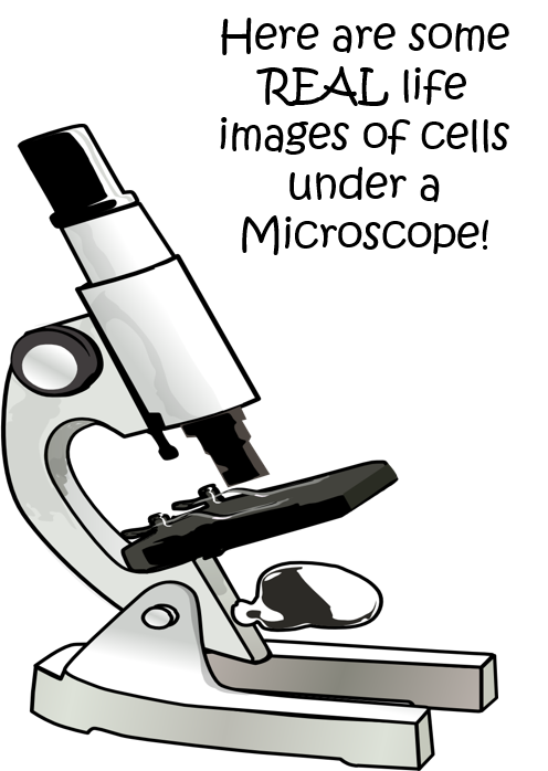 microscope clipart biology textbook