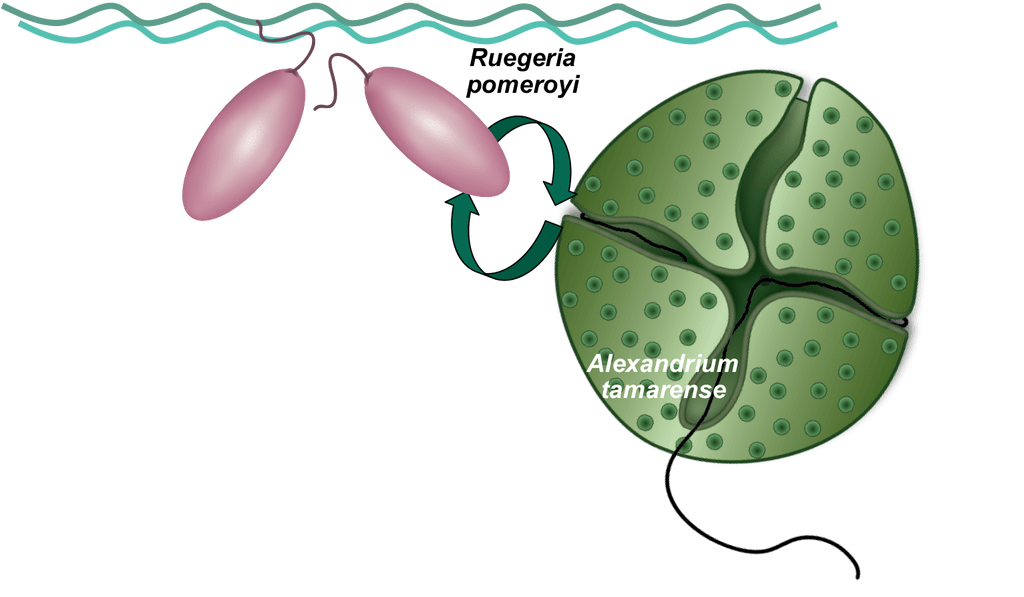 microscope clipart botanist