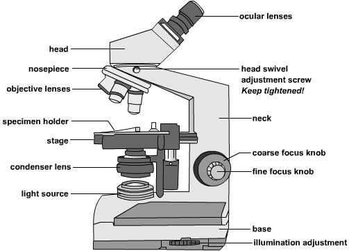 microscope clipart compound light microscope