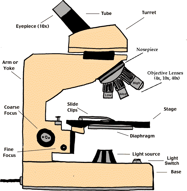 microscope clipart part