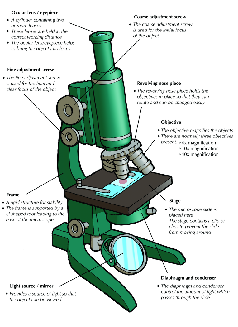 microscope clipart uses light
