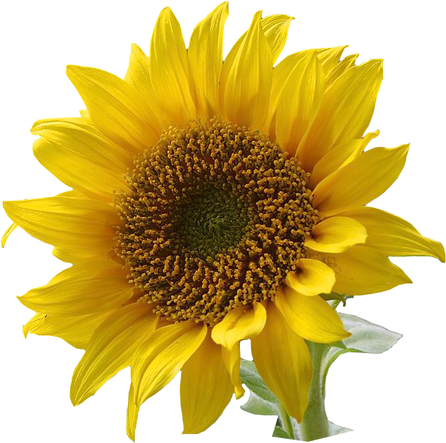 Microsoft clipart gallery flower. Sunflower clip art free