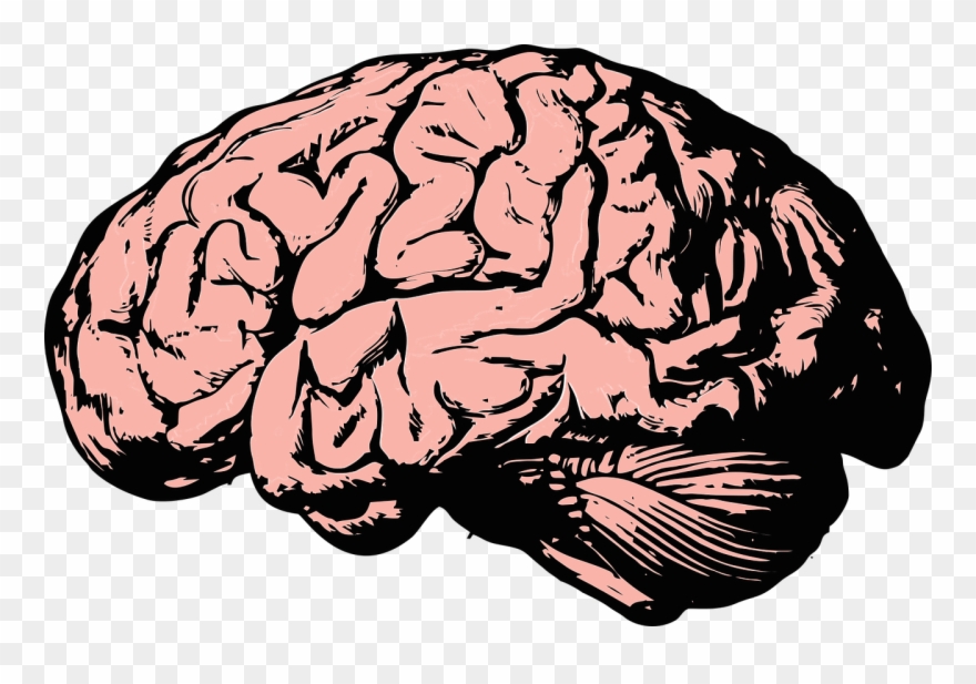 mind clipart knowledge brain