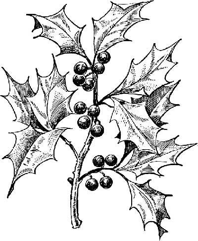 mistletoe clipart black and white