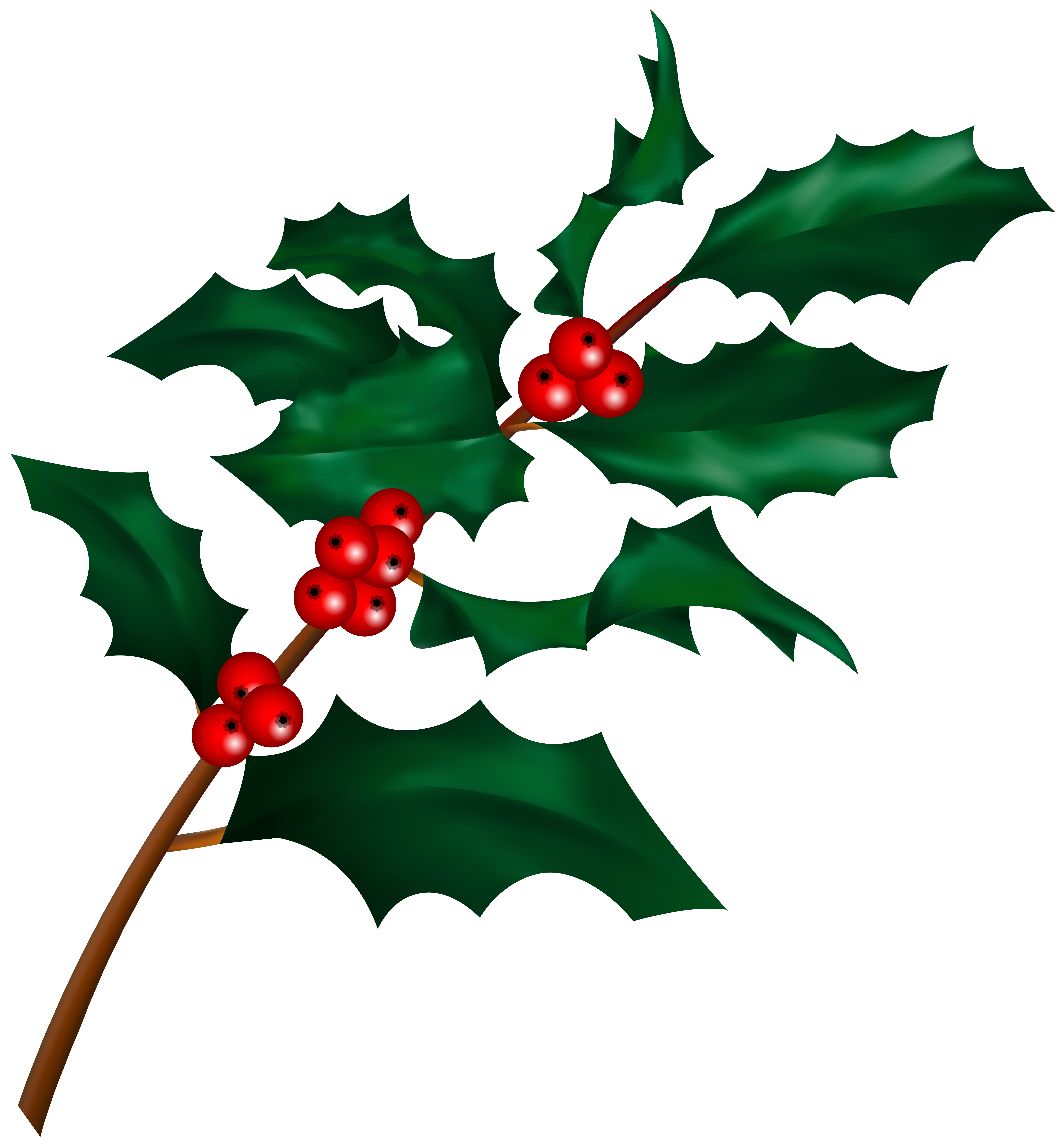 Christmas holly clip art. Mistletoe clipart branch