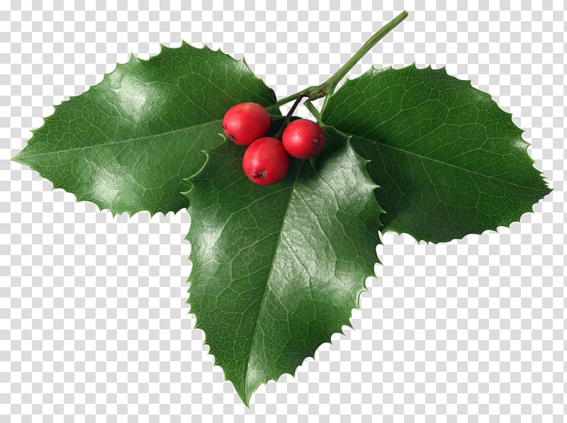 mistletoe clipart holly and ivy