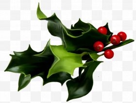 Mistletoe clipart holly and ivy. Common images png free