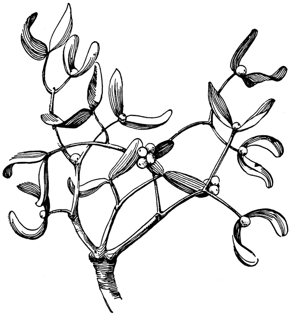 mistletoe clipart sketches