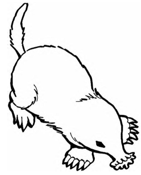 mole clipart drawing
