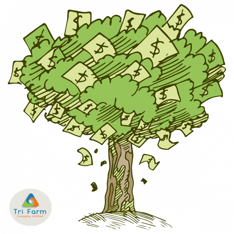  for free download. Money tree png