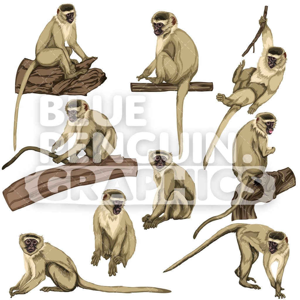 monkeys clipart vervet monkey