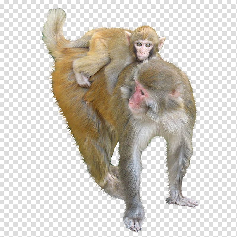 Monkeys clipart rhesus monkey. Macaque ape animals transparent