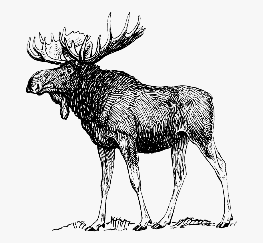 moose clipart black and white