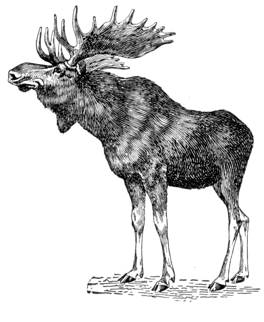 moose clipart illustration