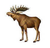 moose clipart real