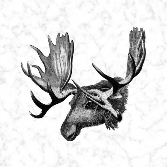 moose clipart vintage deer