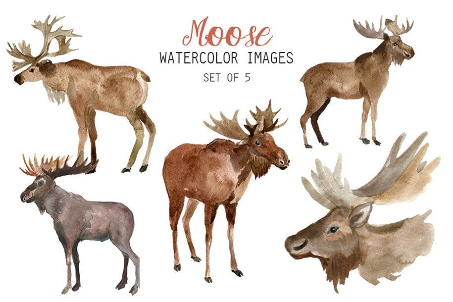 moose clipart watercolor