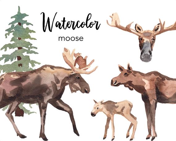 moose clipart watercolor