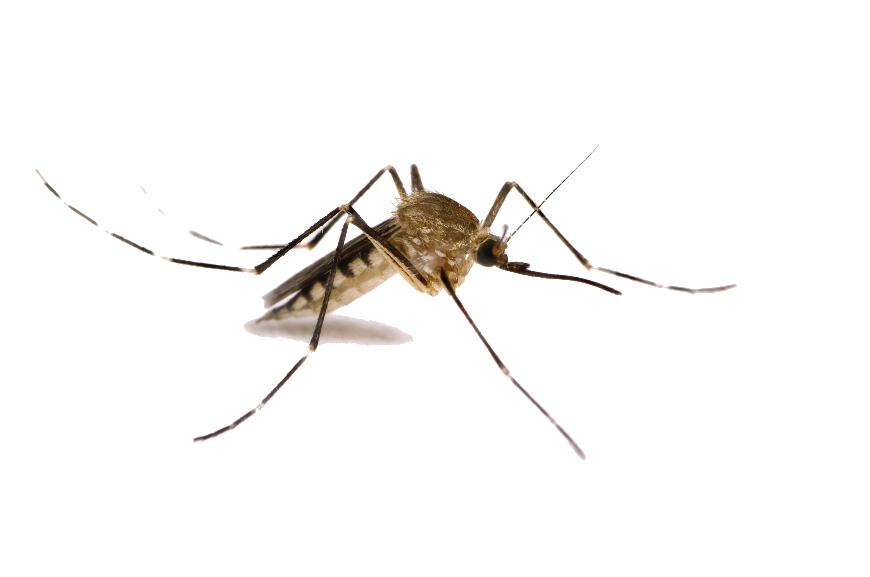 Png transparent images all. Sad clipart mosquito