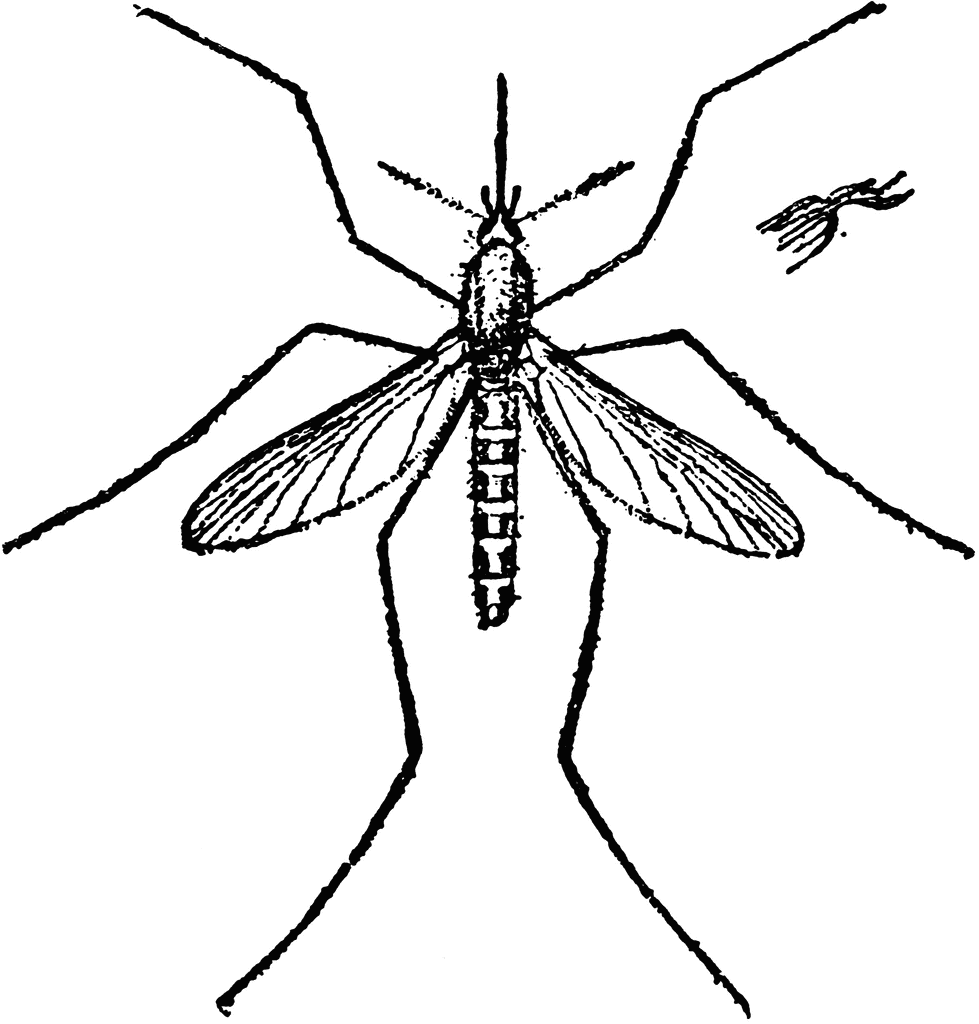 mosquito clipart black and white