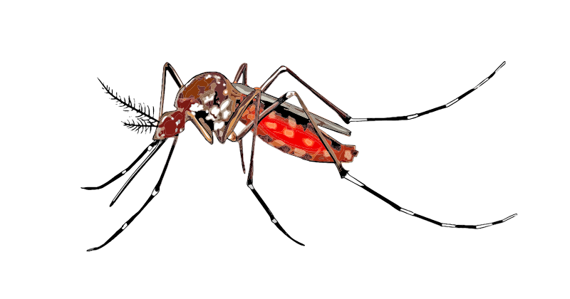 Watersblogged . Mosquito clipart chikungunya