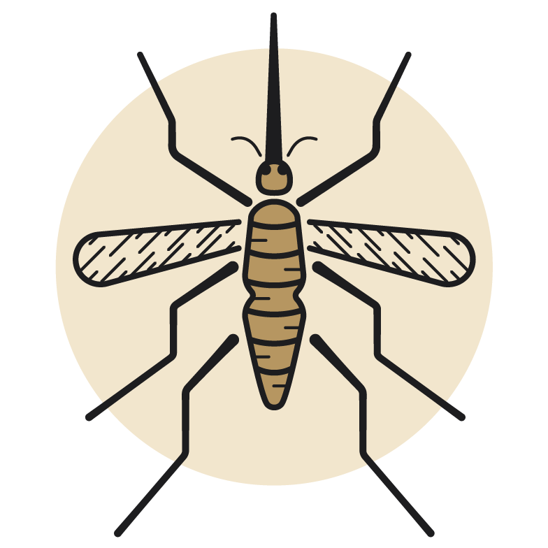 mosquito clipart dirty hair