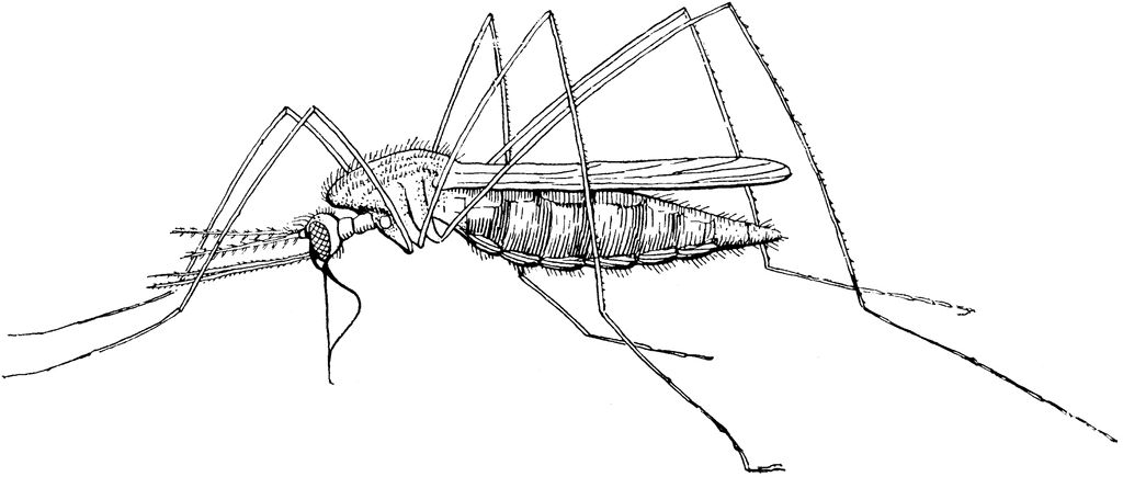 mosquito clipart drawing