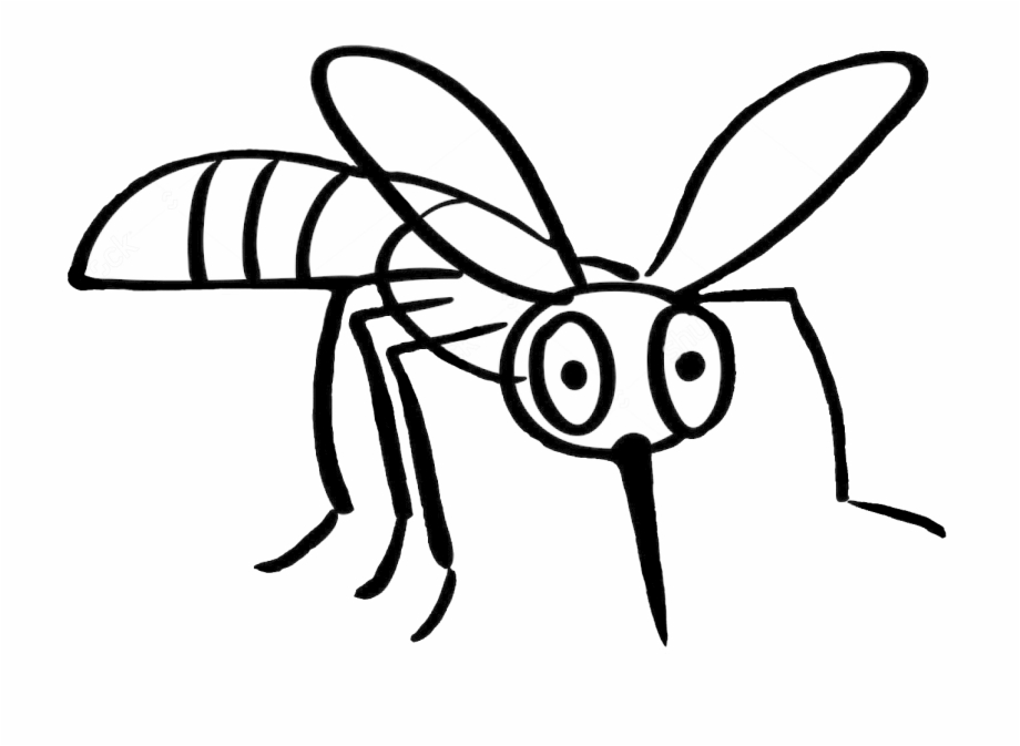 mosquito clipart drawing