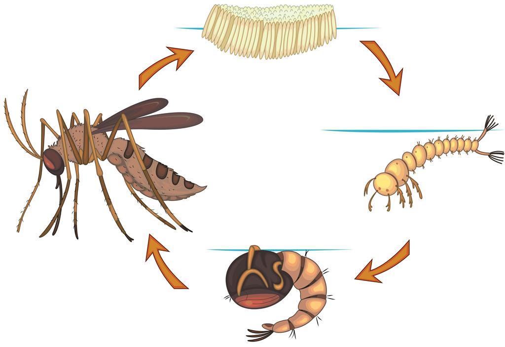 Mosquito clipart female mosquito. Life cycle 