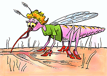 mosquito clipart female mosquito