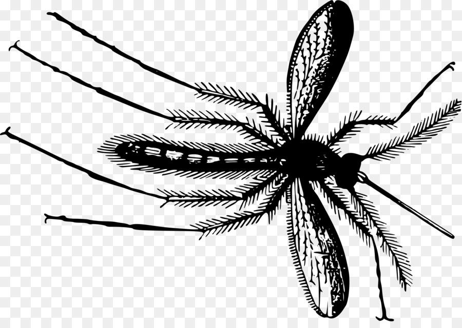 Mosquito clipart gnat. Cartoon line graphics transparent