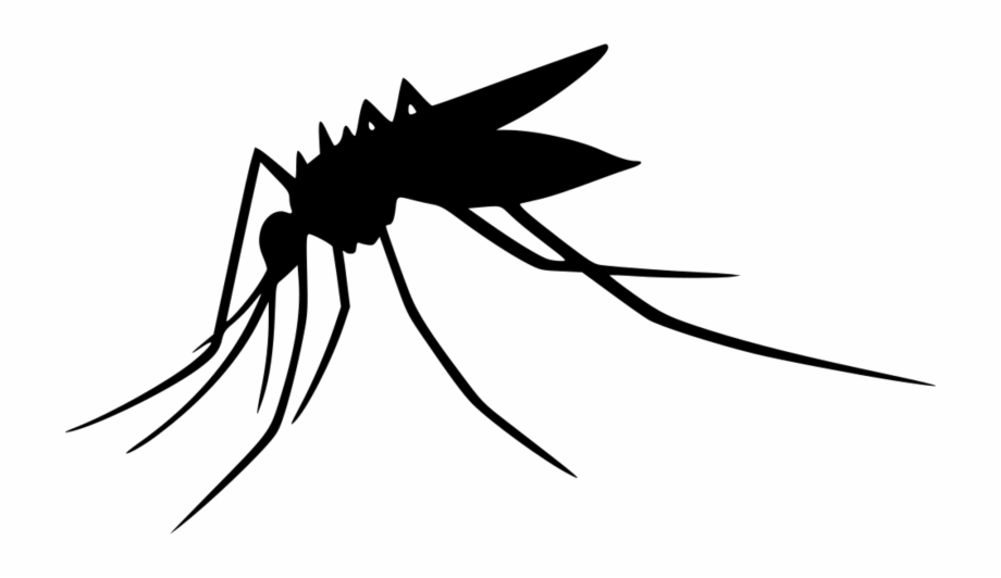 Transparent png mosquitoes . Mosquito clipart irritation