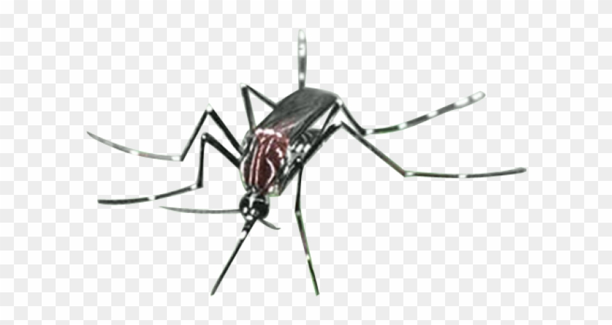 mosquito clipart irritation