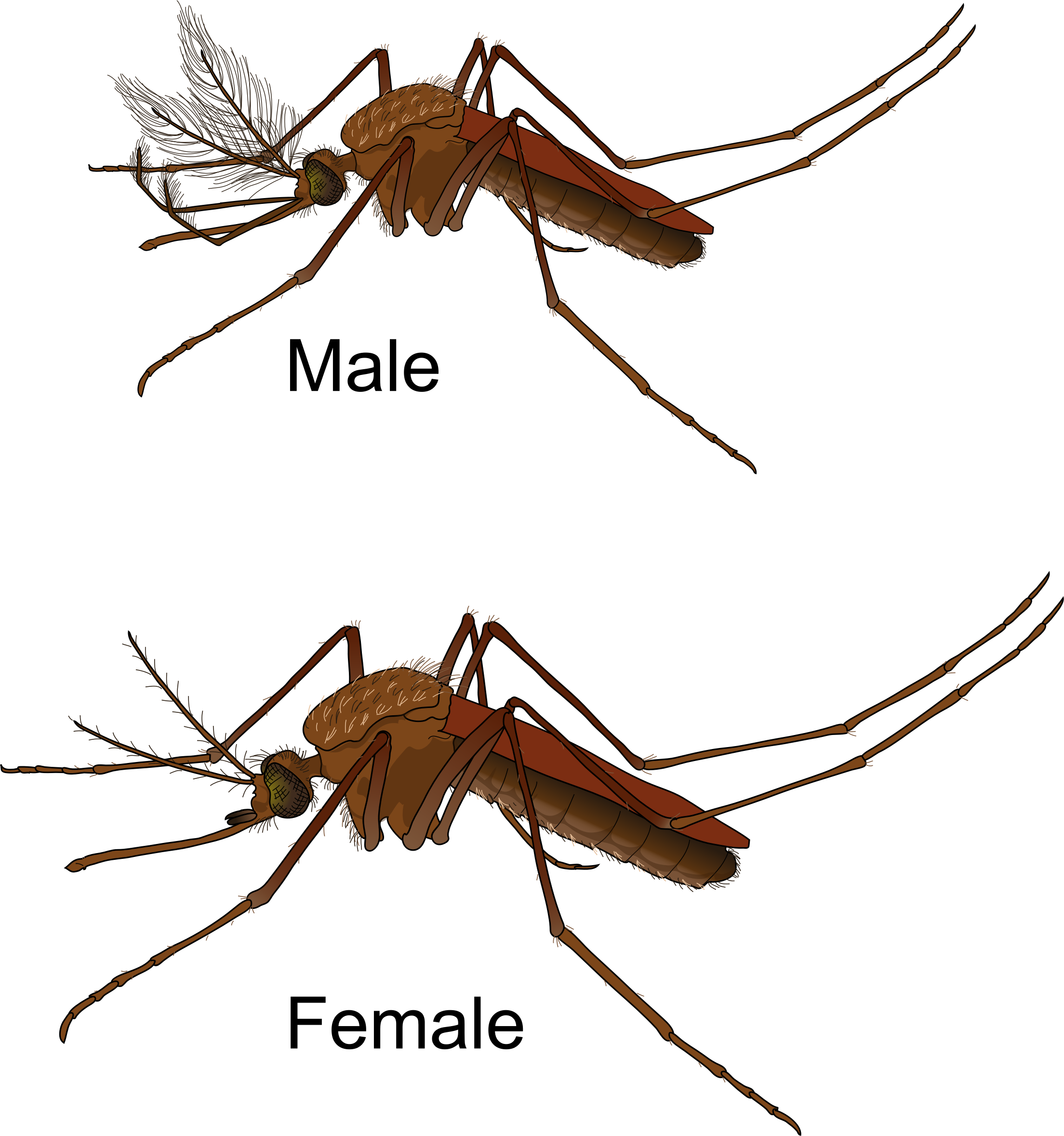 Aedes male and female. Mosquito clipart malaria mosquito