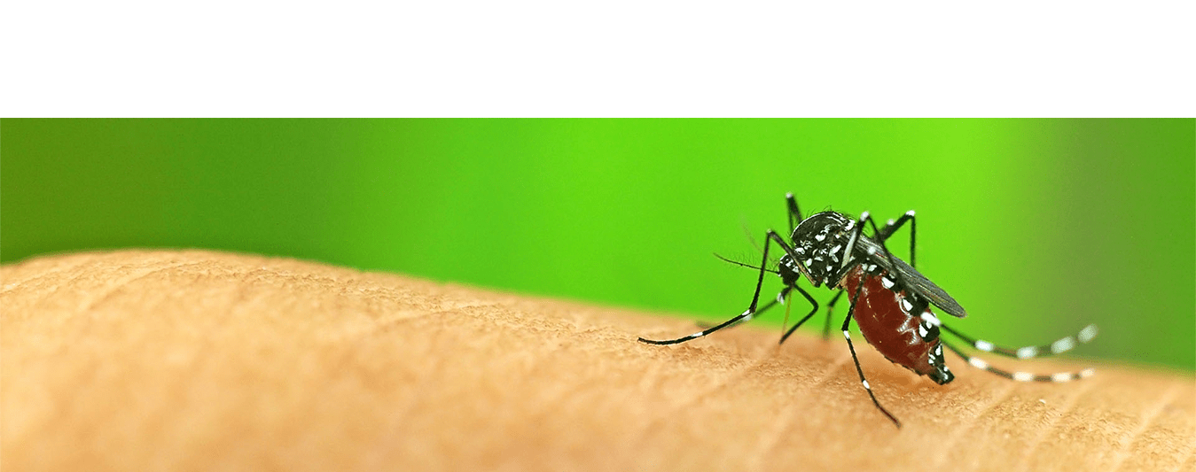 Control service . Mosquito clipart malaria mosquito
