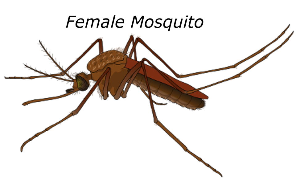 Mosquito clipart malaria mosquito. Png hd transparent images