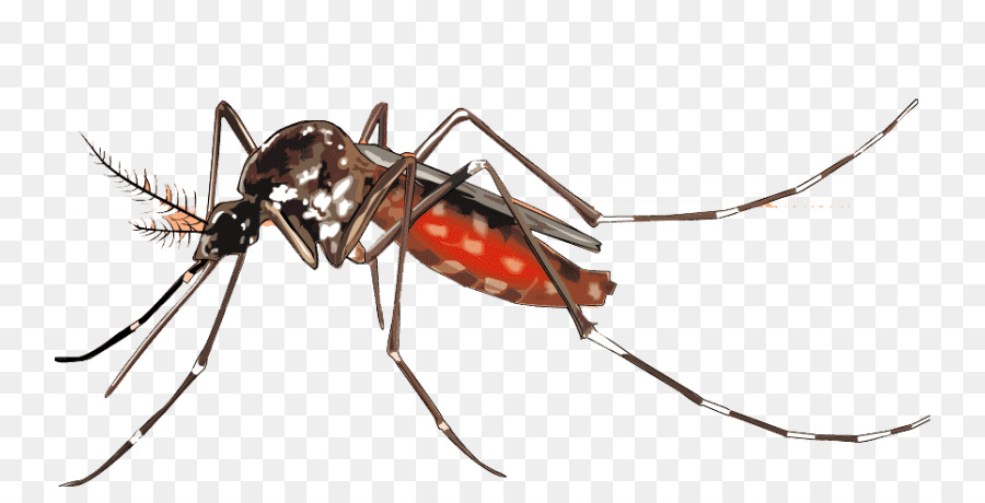 Png cartoon clip art. Mosquito clipart malaria mosquito