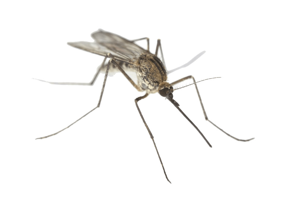 North hollywood pest unbugme. Mosquito clipart mosquito control
