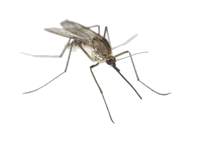 Cliparts free download clip. Mosquito clipart outline
