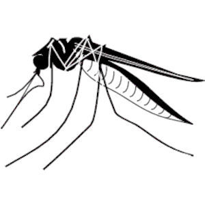 mosquito clipart outline