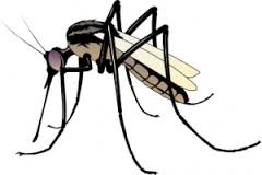 mosquito clipart person