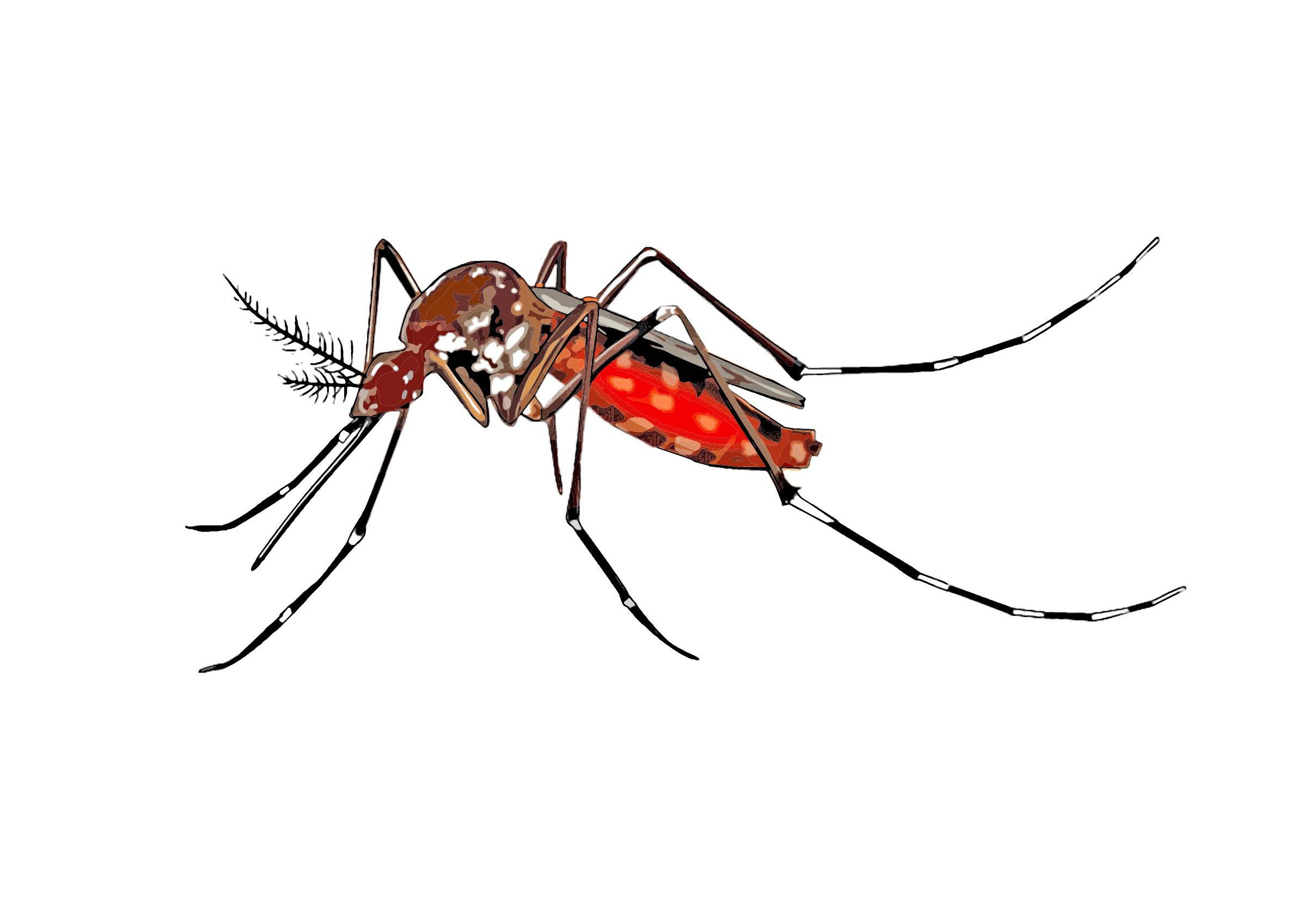 Mosquito clipart realistic.  collection of aedes