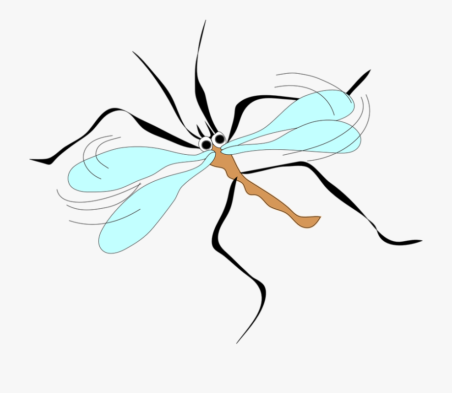 Wings long sucker insect. Mosquito clipart sad
