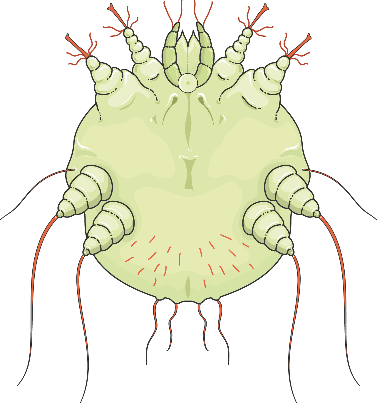 Smart images archive page. Mosquito clipart scabies