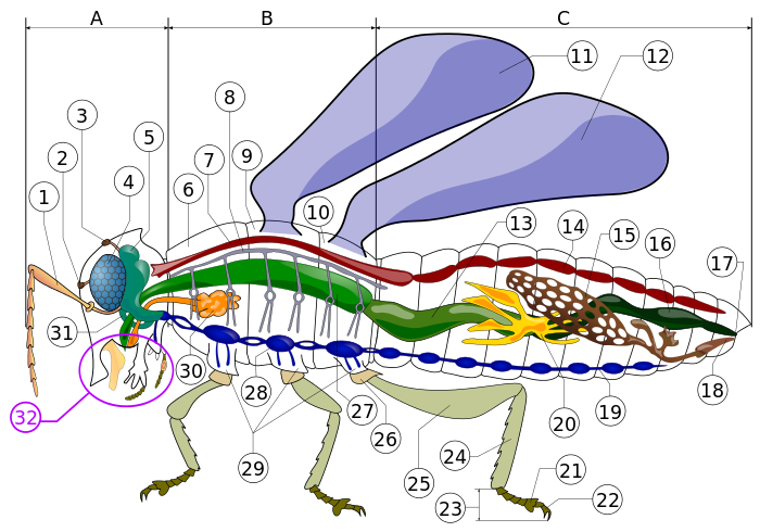 Insect morphology wikiwand legend. Mosquito clipart stonefly